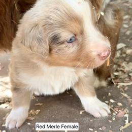 Ms.Gray Collar - Red merle female Australian Shepherd puppy in Selma, North Carolina from Eon's Aussies