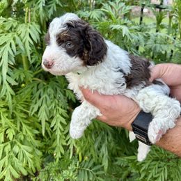 Fripp - Brown and white male Aussiedoodle puppy in Rock Hill, South Carolina from LolliPop Farms