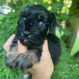 Gabby - Black and silver female Miniature Schnauzer puppy in Grayson, Kentucky from Seventh Heaven Schnauzers