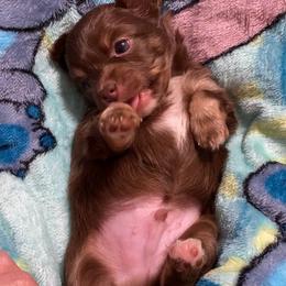 Rocco 2800 - Chocolate and white male Chihuahua puppy in Hillsboro, Texas from Pikanoo Pups