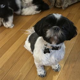 Haley - Shih Tzu