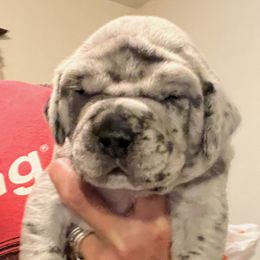 Great Dane Puppies from BkB’s House of Danes