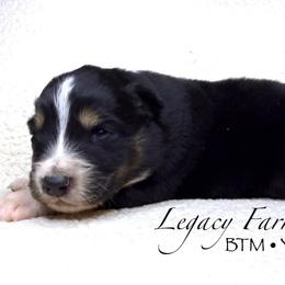 BTM Yo-Yo - Black tri-color male Australian Shepherd puppy in Shelby, Alabama from Legacy Farms