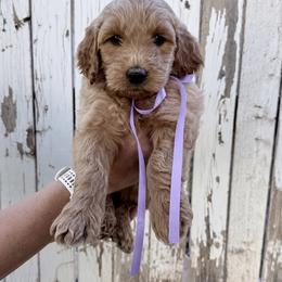 Goldendoodle Puppies from Arizona Darling Doodles