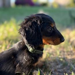 Pumbaa-Green - Black and tan male Dachshund puppy in Corona, Ca Hemet, Ca, California from Over The Moon Dachshunds and Doodles
