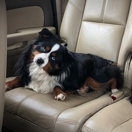 Skor - Toy Australian Shepherd