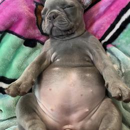 Ivy - Blue French Bulldog puppy in Houston, Texas from Blasé French Bulldogs