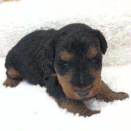 Henry - Black and tan male Welsh Terrier puppy in West Plains, Missouri from Sycamore Ridge Puppies