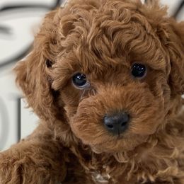 Cavapoos and Poodles from Heavn Sent Acres