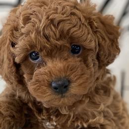 Cavapoos and Poodles from Heavn Sent Acres