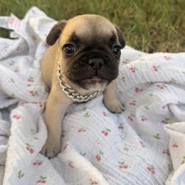 Doc Oct - Fawn male French Bulldog puppy in Phoenix, Arizona from Little Loaf Frenchie