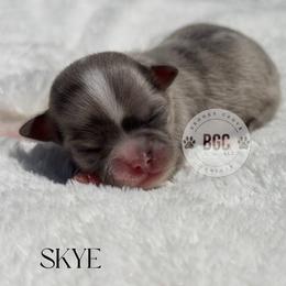 Skye - Blue fawn female Chihuahua puppy in Forsyth, Georgia from Brooks Grove Canines LLC
