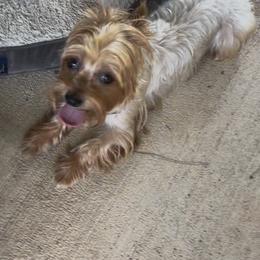 Matilda - Yorkshire Terrier