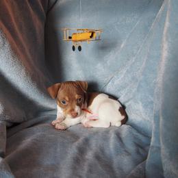 Howard - Chocolate and white male Teddy Roosevelt Terrier puppy in Carpenter, Wyoming from Wabbitfire Teddy Roosevelt Terriers