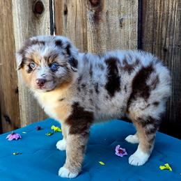 Malibu - Red merle female Miniature Australian Shepherd puppy in Stevinson, California from Aussies De Linares
