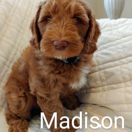 Australian Labradoodle Puppies from Lavender Fields Australian Labradoodles