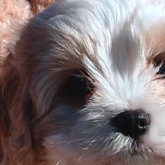Cavachons and Cavalier King Charles Spaniels from The House of Wiggle Waggle