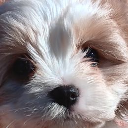 Cavachons and Cavalier King Charles Spaniels from The House of Wiggle Waggle