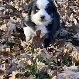 Sadie - Black tri female Miniature American Shepherd puppy in Harmony, North Carolina from Carolina Pride Aussies