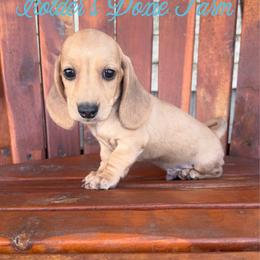 River-1800 - Cream male Dachshund puppy in Atwood, Oklahoma from Holder’s Doxie Farm