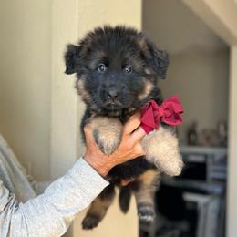 Burgundy collar girl - Black and red female German Shepherd puppy in Stockton, California from Zaragoza German Shepherds