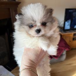 Michael - Blue merle male Pomeranian puppy in Edmond, Oklahoma from My Sun & Moon Poms