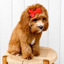 Bernedoodle and Cavapoo All Grown Up from Main Street Doodles