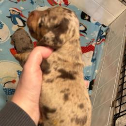 Scout - Dapple female Dachshund puppy in Staley, North Carolina from Langley Farms Dachshunds