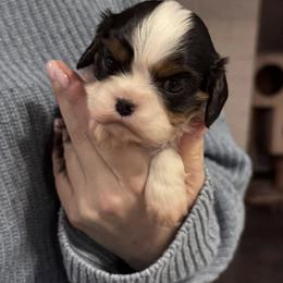 Cavalier King Charles Spaniel Puppies from Acorn Hollow Cavaliers