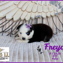 Freya - Black tri female Miniature Australian Shepherd puppy in Madisonville, Texas from Flying LL Aussies