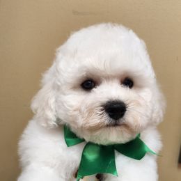 Boy 2 - male Bichon Frise puppy in Canyon Lake, California from Fairspride Bichon Frises
