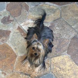 Lego - Yorkshire Terrier