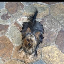 Lego - Yorkshire Terrier