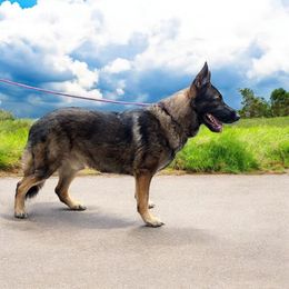 Maverick - German Shepherd