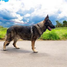 Maverick - German Shepherd