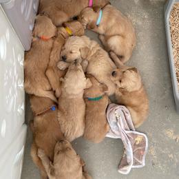 Girl 2 - Golden female Golden Retriever puppy in Yucaipa, California from Blessed Goldens