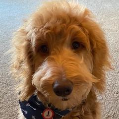 Goldendoodles from Erin Smelcer