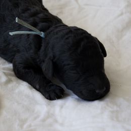 Boy 4 - Light Blue Collar - Black male Poodle puppy in Tullahoma, Tennessee from Peaceful Valley Poodles
