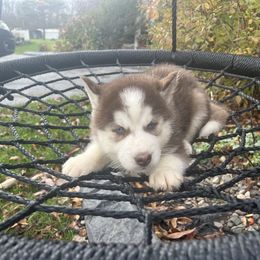 Pomsky and Siberian Husky Puppies from Osiris’s Siberians & Pomskies