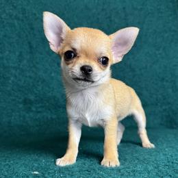 Chihuahua Puppies from Walley Farms