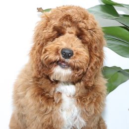 Elvis - Australian Labradoodle