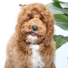 Elvis - Australian Labradoodle
