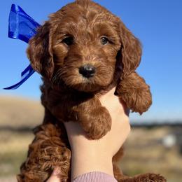 Meli's Blue Female - Apricot female Goldendoodle puppy in Great Falls, Montana from Montana Goldendoodles