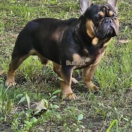 Floyd - French Bulldog