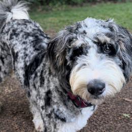Luna - Bernedoodle