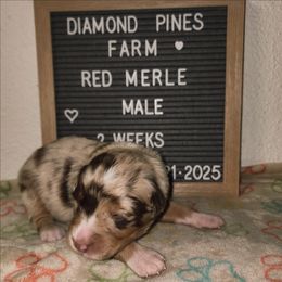 Teal - Red merle male Australian Shepherd puppy in Camp Verde, Arizona from Diamond Pines Farm