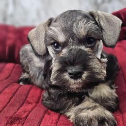 Titan - Salt and pepper male Miniature Schnauzer puppy in Panama City, Florida from Emerald Coast Schnauzers