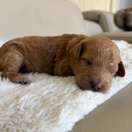 Solstice - Red  female Goldendoodle puppy in Brooksville, Florida from Abby’s Standard Goldendoodles