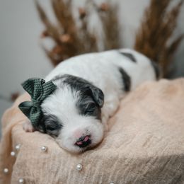 Marina (Purple) - Blue merle and white female Sheepadoodle puppy in Newport Beach, California from High Desert Doodles