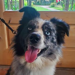 Miniature Australian Shepherds from Set Apart Farm